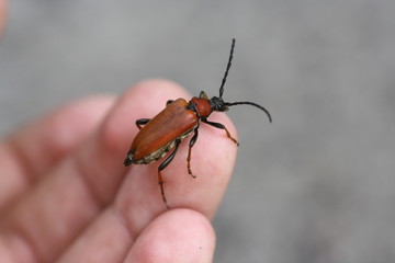 Gemeiner Bockkäfer (Cerambycidae) auf Hand