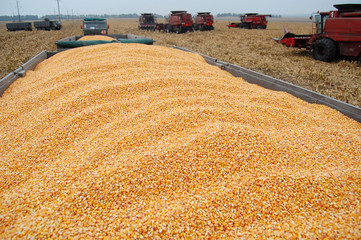 Harvesting corn