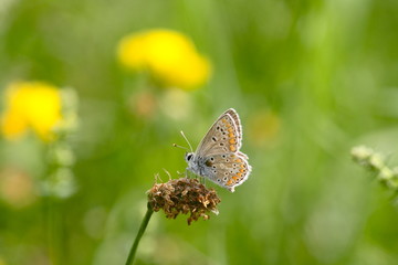 kleiner Schmetterling