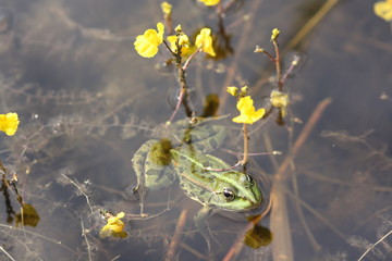 Großer Wasserschlauch (Utricularia vulgaris)