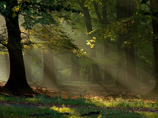 beech forest with fog and warm sunshine in autumn, fall