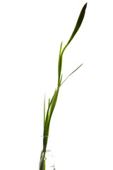 Fototapeta na wymiar iris in a vase isolated on white