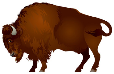 Bison © Ievgen Melamud