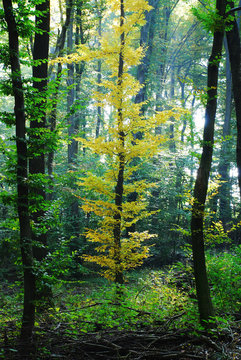 Farben im Wald
