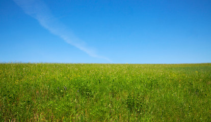 grass on the hill