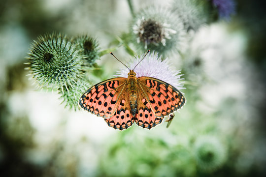 butterfly poised on flower