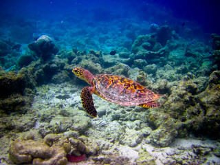 Fototapeta na wymiar Hawksbill Turtle swiming like flying