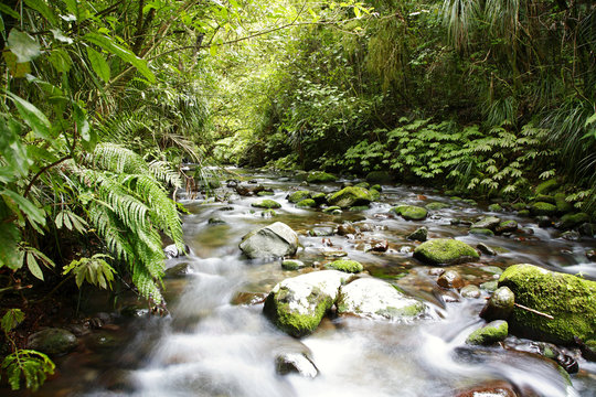 Stream in jungle
