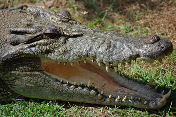 Salt walter crocodile, Northern Territory, Australia