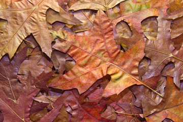 Red Oak Autumn Leaves Background