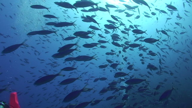 Large school of blue tropical fish