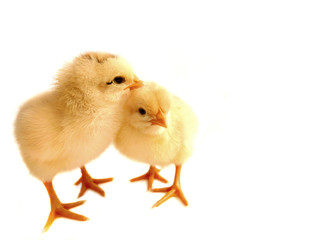 Two small chicken, isolated on white