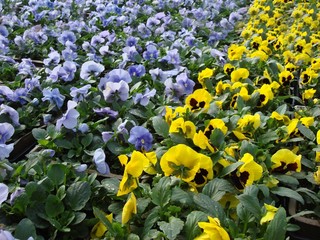 winter pansies