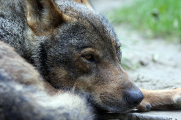 close-uo male iberian wolf