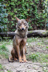 iberian wolf sitting and watching