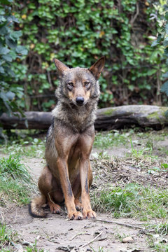 Fototapeta iberian wolf sitting and watching