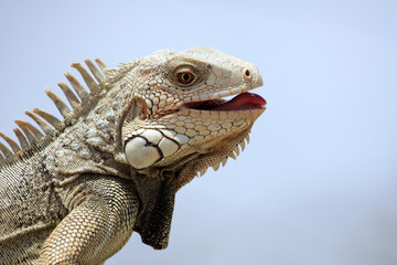 close up of a leguan laying in the sun