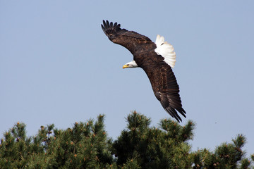 bald american eagle