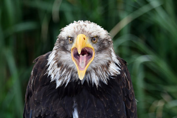 bald american eagle screaming