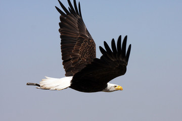 flying bald american eagle