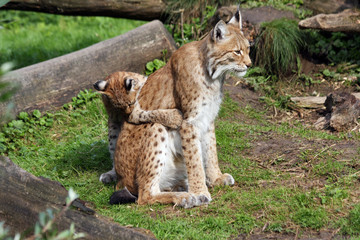 Naklejka na ściany i meble mom lynx with cub