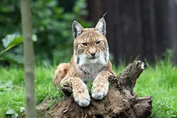 Gordijnen european lynx © fotografie4you.eu