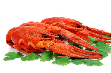Three boiled crayfishes isolated on the white background