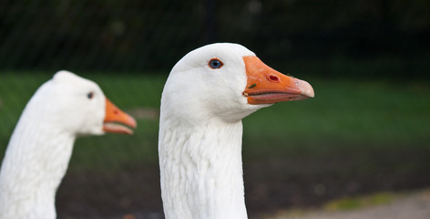 Closeup of two Gooses