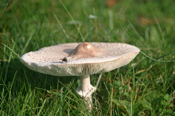 parasol mushroom