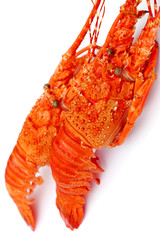 langoustes