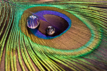 Drops on peacock's feather