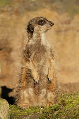 Naklejka na ściany i meble Little meerkat standing upright