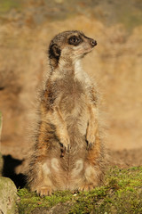 Little meerkat standing upright