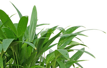 jeunes plants de palmier "Paul et Virginie"
