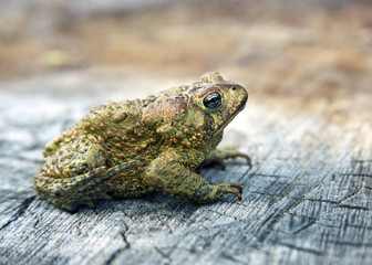 toad on stump
