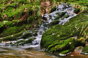 The river Bear Creek