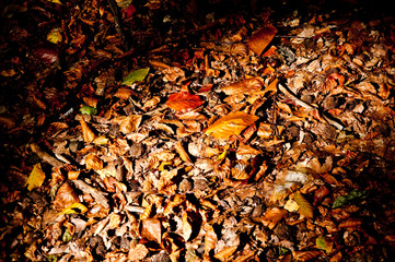 fallen leaves from trees in autumn
