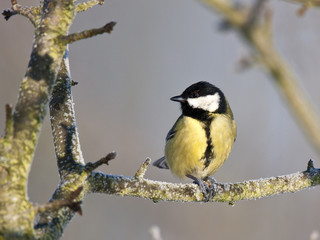 Parus major - Mésange charbonnière - Great Tit