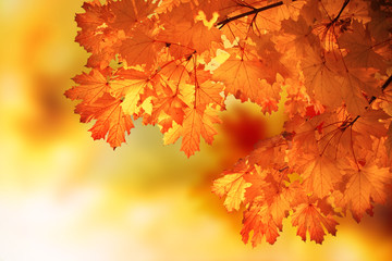 Fototapeta na wymiar Abstract autumn maple branch