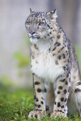 Snow leopard