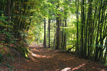 Waldweg Schnakenbek