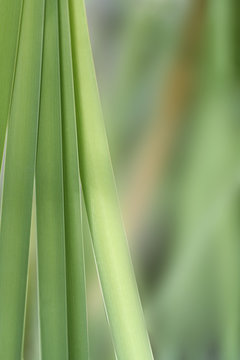 Gr&uuml;ne Harmonie