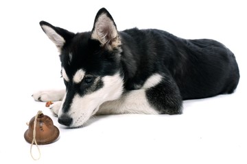 Siberian Husky Welpe & Glöckchen