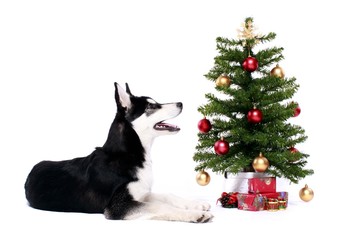 Siberian Husky Welpe & Weihnachtsbaum