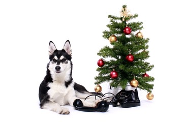 Siberian Husky Welpe telefoniert mit Weihnachtsmann
