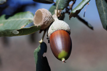Bellota