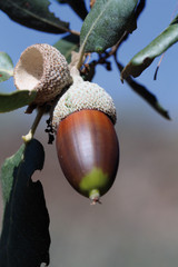 Bellota