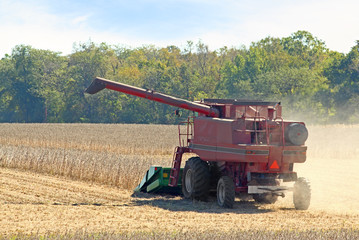Fototapeta premium Harvesting Soybeans
