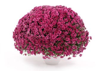 Fototapeta premium potée de chrysanthèmes mauves