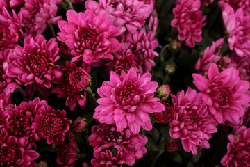 chrysanthèmes mauves © mariesacha